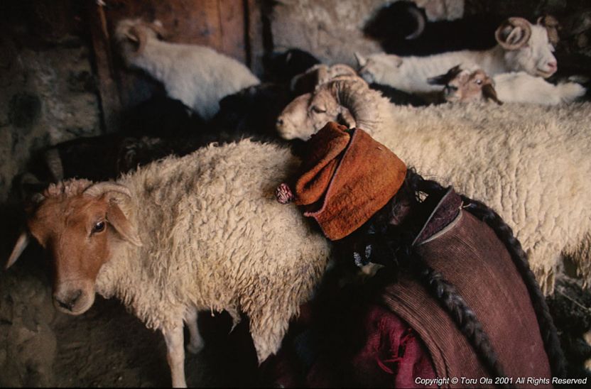山羊の乳を搾る少女　テスタ村